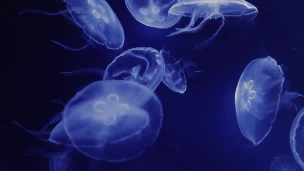 Hermosas Medusas Flotando Acuario Sobre Fondo Negro — Vídeo de stock