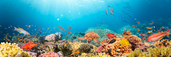 Подводный тропический коралловый риф с красочными морскими рыбами. Морской мир. Тропический красочный подводный пейзаж.