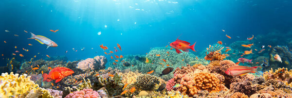 Подводный тропический коралловый риф с красочными морскими рыбами. Морской мир. Тропический красочный подводный пейзаж.