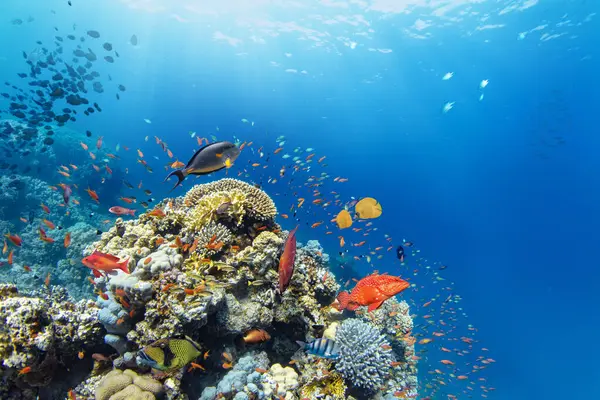 Recifes Corais Tropicais Subaquáticos Com Peixes Marinhos Coloridos Vida Marinha — Fotografia de Stock