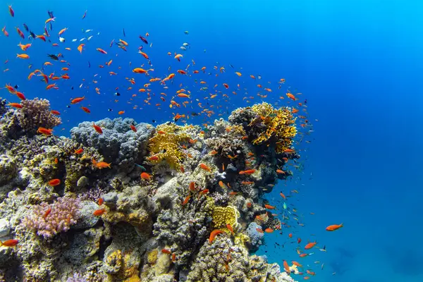 Unterwasser Tropische Korallenriffe Mit Bunten Meeresfischen Meereslebewesen Meereswelt Bunte Tropische — Stockfoto
