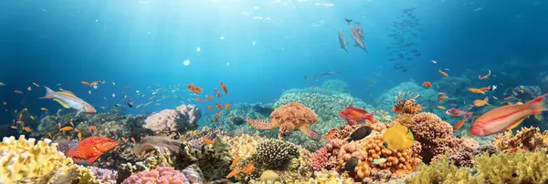 Тропічний Кораловий Риф Барвистою Морською Рибою Морський Світ Тропічний Барвистий Стокове Зображення