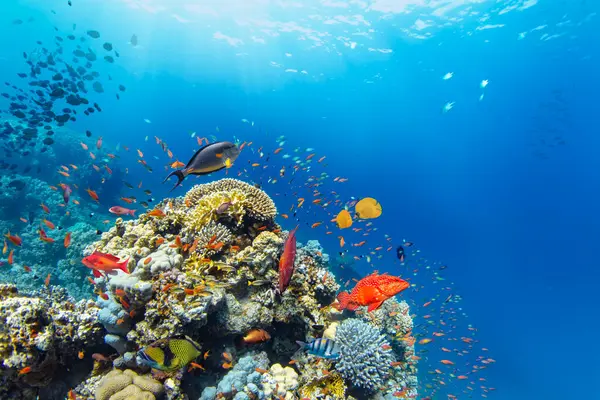 Recifes Corais Tropicais Subaquáticos Com Peixes Marinhos Coloridos Vida Marinha Fotos De Bancos De Imagens Sem Royalties