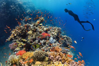 Freediver, Güneş Işıklarıyla Derin Deniz 'de Yüzüyor. Genç adam dalgıcı Deniz Yaşamı Arıyor.