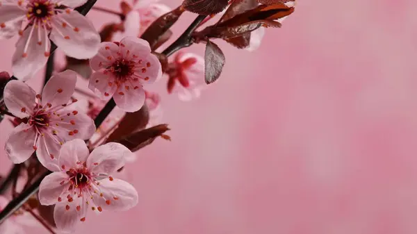 Třešňové Květy Plném Květu Jarní Pozadí Stock Snímky