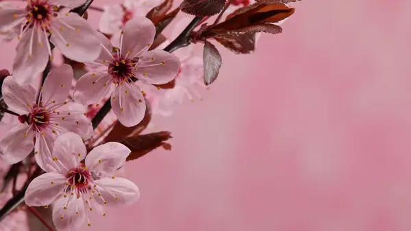 Flores Cerejeira Plena Floração Fundo Primavera Fotos De Bancos De Imagens