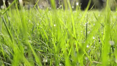 Çiy damlalı yeşil çimenler, yakın çekim makro çekim