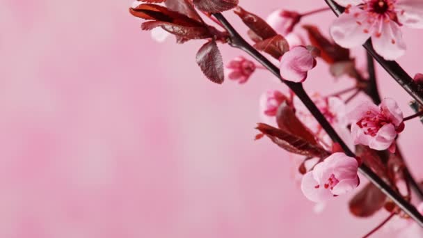 Time Lapso Floración Flores Cerezo Sobre Fondo Rosa Primavera Timelapse — Vídeos de Stock