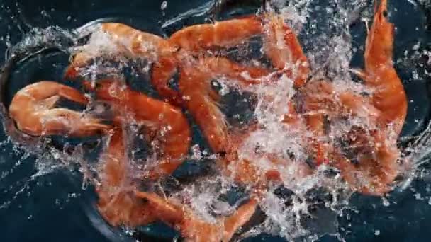Prise Vue Ralenti Superbe Crevettes Fraîches Volantes Sur Glace Pilée — Video