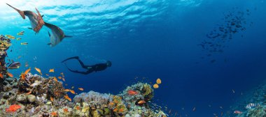 Freediver, Güneş Işıklarıyla Derin Deniz 'de Yüzüyor. Genç adam dalgıcı Deniz Yaşamı Arıyor.