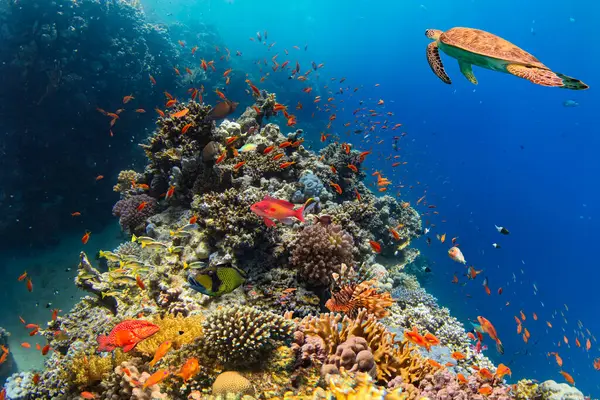 海底热带珊瑚礁与五彩斑斓的海鱼 海洋生命世界 热带多彩的水下海景 图库图片