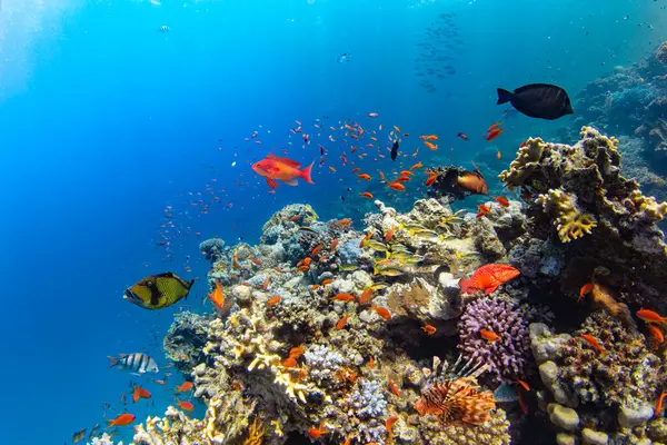 Unterwasser Tropische Korallenriffe Mit Bunten Meeresfischen Meereslebewesen Meereswelt Bunte Tropische lizenzfreie Stockfotos