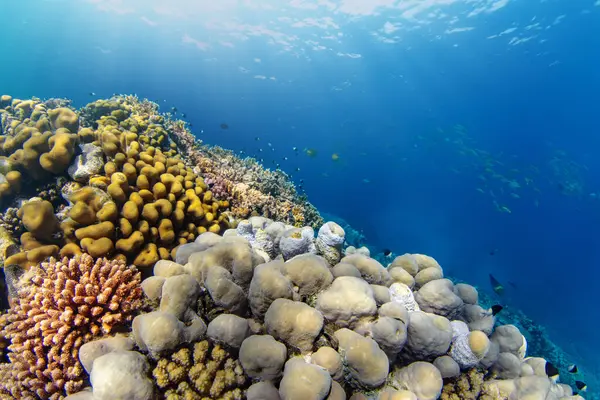 Undervattens Tropiska Korallrev Med Färgglada Havsfiskar Havsliv Havsvärld Tropiska Färgglada Stockbild