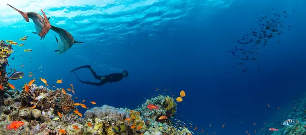 Szabadúszó Úszik Mélytengerben Napsugarakkal Fiatal Ember Diver Eploring Sea Life Jogdíjmentes Stock Képek
