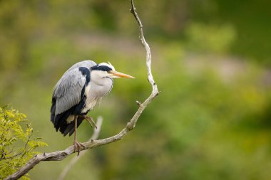 Dalda oturan gri balıkçıl. Avrupa 'da kuş izleme.