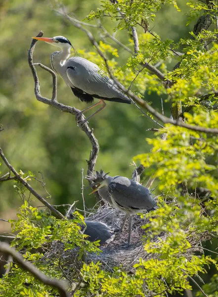 stock image Grey heron on the nest. Heron feed the chicks.