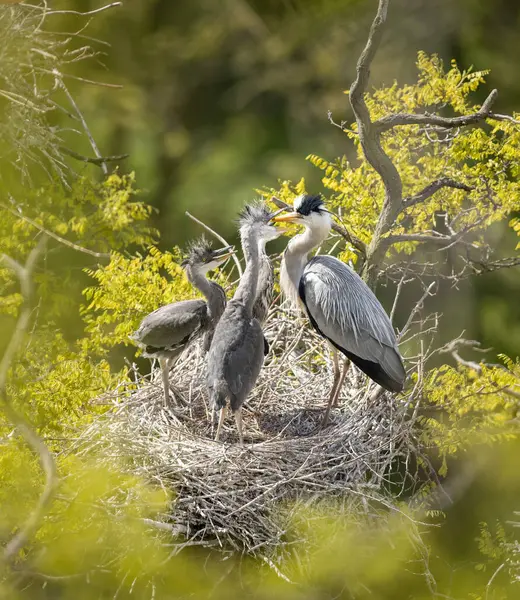 Graureiher Nest Reiher Füttern Die Küken — Stockfoto