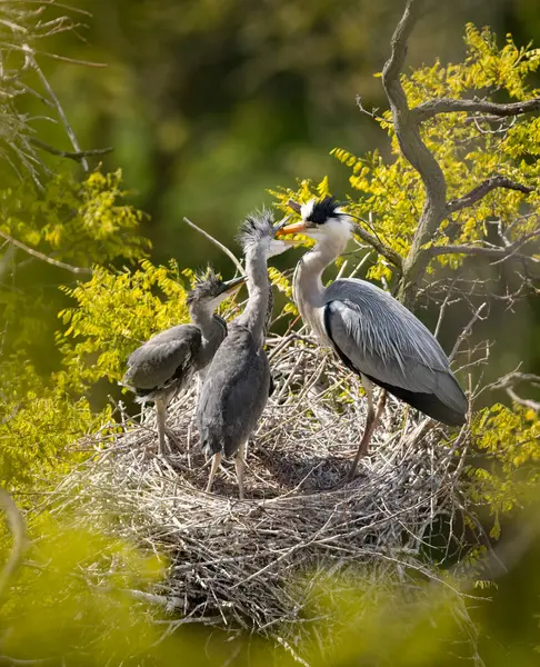 Graureiher Nest Reiher Füttern Die Küken — Stockfoto