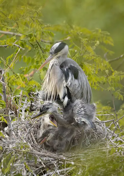 Grijze Reiger Het Nest Heron Voedt Kuikens Rechtenvrije Stockafbeeldingen