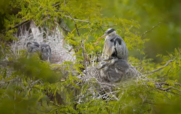 Graureiher Nest Reiher Füttern Die Küken Stockfoto