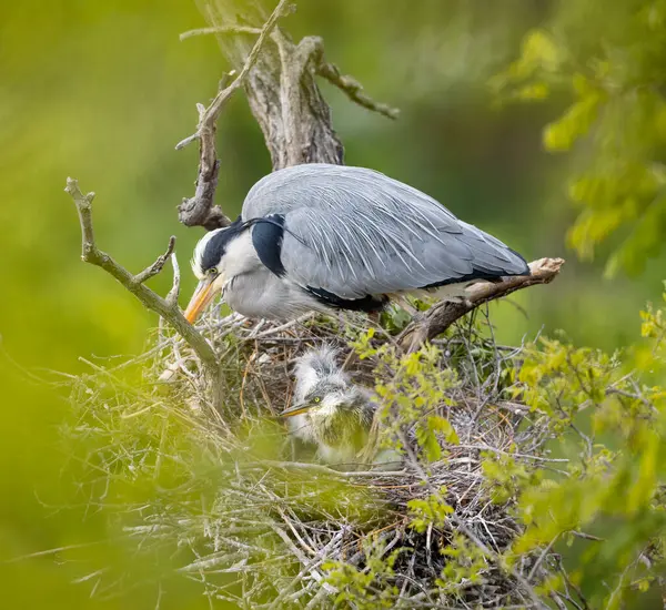Grey Heron Nest Heron Feed Chicks Stock Picture