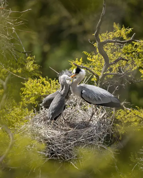 Grijze Reiger Het Nest Heron Voedt Kuikens Stockafbeelding
