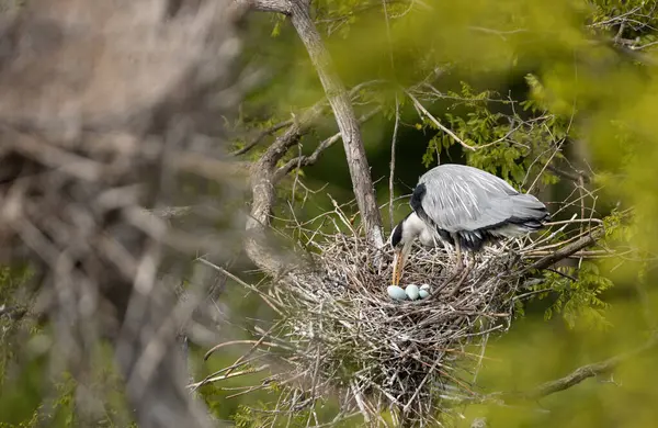 Graureiher Nest Reiher Füttern Die Küken Stockfoto