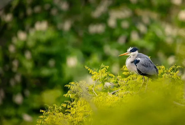 Grey Heron Sitting Branch Bird Watching Europe Imagini stoc fără drepturi de autor