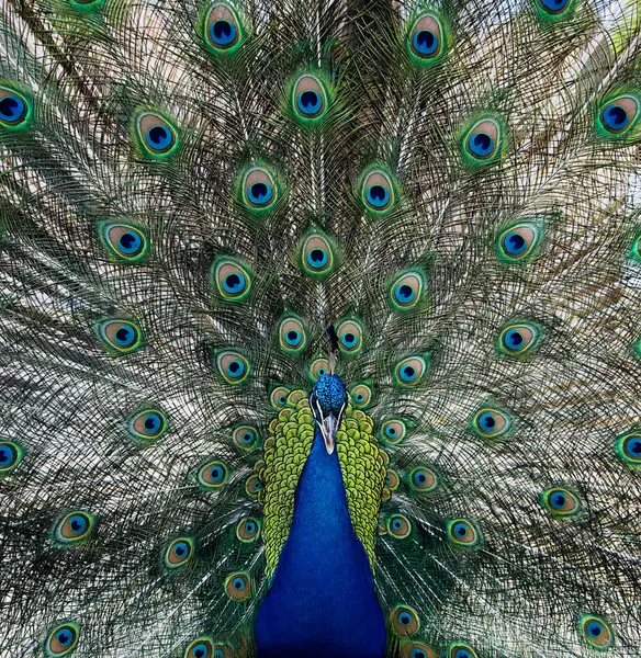 Portrait Beautiful Peacock Feathers Out Close Stock Picture
