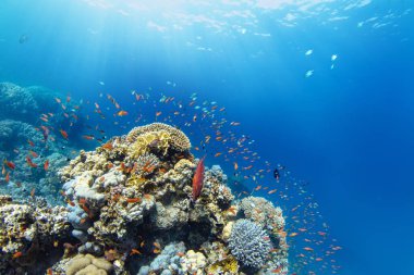 Renkli deniz balıklı sualtı tropikal mercan resifleri. Deniz yaşamı deniz dünyası. Tropik renkli sualtı deniz manzarası.