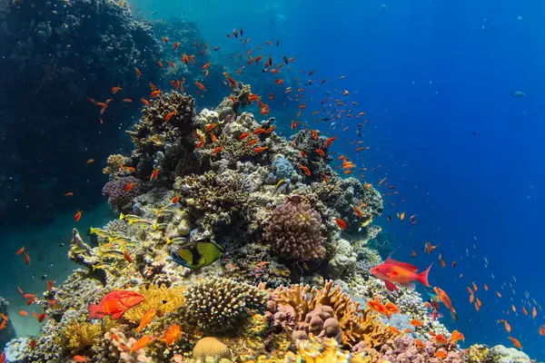 Unterwasser Tropische Korallenriffe Mit Bunten Meeresfischen Meereslebewesen Meereswelt Bunte Tropische Stockbild