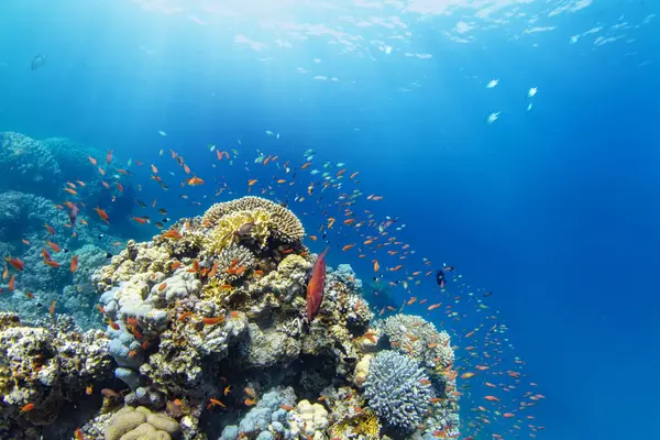 Unterwasser Tropische Korallenriffe Mit Bunten Meeresfischen Meereslebewesen Meereswelt Bunte Tropische Stockbild
