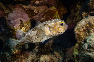 Kirpi balıklı sualtı tropikal mercan resifi. Deniz yaşamı deniz dünyası. Tropik renkli sualtı deniz manzarası.