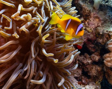 Kızıl deniz palyaçosu amfiprion bicinctus 'lu sualtı tropikal şakayığı. Deniz yaşamı deniz dünyası. Tropik renkli sualtı deniz manzarası.