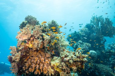 Renkli deniz balıklı sualtı tropikal mercan resifleri. Deniz yaşamı deniz dünyası. Tropik renkli sualtı deniz manzarası.