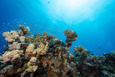 Renkli deniz balıklı sualtı tropikal mercan resifleri. Deniz yaşamı deniz dünyası. Tropik renkli sualtı deniz manzarası.