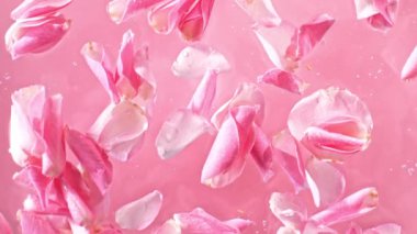 Açık Pembe Arkaplanda Su Yüzeyi Oluşan Pembe Yaprakların Süper Yavaş Hareketi