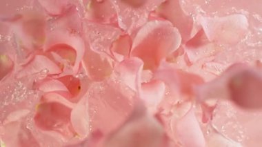 Açık Pembe Arkaplanda Su Yüzeyi Oluşan Pembe Yaprakların Süper Yavaş Hareketi