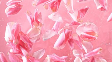 Açık pembe arka planda su sıçratan gül yapraklarının dondurucu hareketi