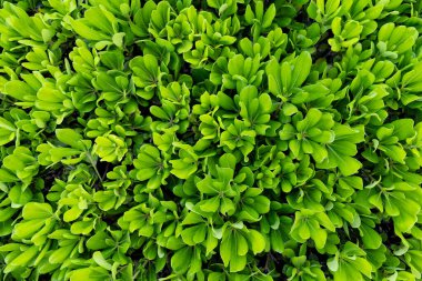 soyut yeşil yaprak dokusu, tropikal yaprak yeşili arka plan