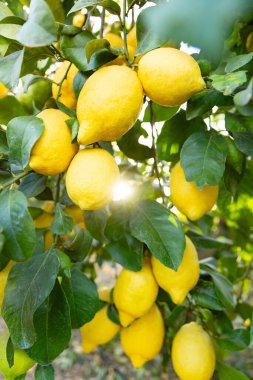 Olgun sarı limonlu canlı bir limon ağacı, güneş ışınlı sıcak güneş ışığı