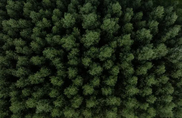 Aerial view of green summer forest with deciduous trees