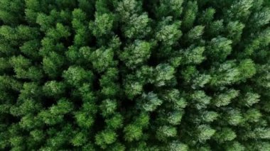 Yaprak döken ağaçlarla yeşil yaz ormanlarının havadan görünüşü