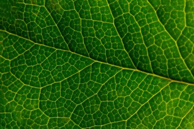 Yeşil Yaprak dokusunun makro fotoğrafı, kapat.