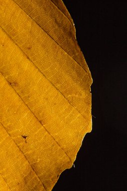 Sonbahar Yeşilliği 'nin Macro fotoğrafı. Sarı Yaprak Dokusunu Kapat.