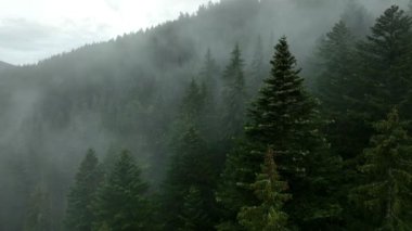 Dağlarda yağışlı hava. Çam ağacı ormanında sisli bir sis esiyor. Dağ tepelerindeki çam ağaçlarının hava görüntüleri. .