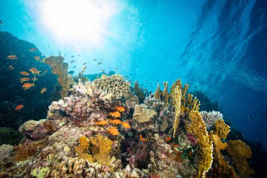 Renkli deniz balıklı sualtı tropikal mercan resifleri. Deniz yaşamı deniz dünyası. Tropik renkli sualtı deniz manzarası.