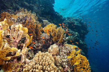 Renkli deniz balıklı sualtı tropikal mercan resifleri. Deniz yaşamı deniz dünyası. Tropik renkli sualtı deniz manzarası.