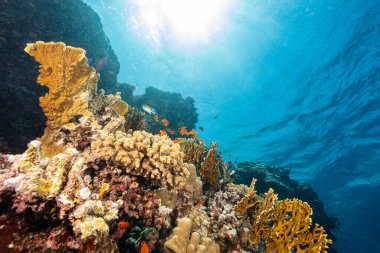 Renkli Deniz Balığı ile sualtı Tropikal Mercan Resifi. Deniz Yaşamı Dünyası. Tropikal Renkli Sualtı Deniz Burnu