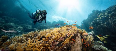 Derin Denizde Güneş Işıklarıyla Yüzen Dalgıç ve Renkli Balıklarla Güzel Mercan Resifi